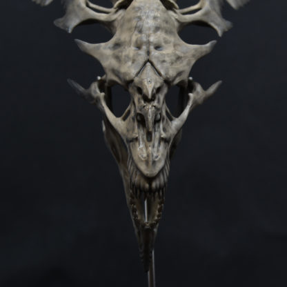 Venatori, crâne de dragon