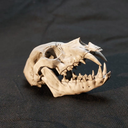Crâne de loup-garou