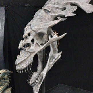Imperatrix Venatori, crâne de dragon